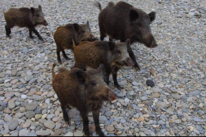Stanovnik sicilije bio je rastrgan od divljih svinja, pokušavajući zaštititi svoje pse Stanovnik sicilije bio je rastrgan od divljih svinja, pokušavajući zaštititi svoje pse